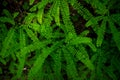 Five-fingered Ferns Grow Bright Green With Black Stems On Forest Floor Royalty Free Stock Photo