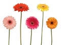 Five flowers Royalty Free Stock Photo