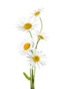 Five flowers of Chamomile Ox-Eye Daisy isolated on a white background