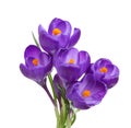 Five flowers of crocus. Royalty Free Stock Photo