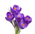 Five flowers of crocus.