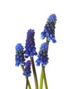 Five flowers of Grape Hyacinth isolated on white background Royalty Free Stock Photo