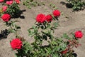 Five flowers of red rose bush