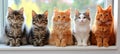 Five Fluffy Cats with Brown, Gray, White, Red, and Black Fur Sit on A White Window Sill Royalty Free Stock Photo