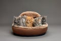 Five fluffy kittens lie on a brown sheepskin bed and look ahead, gray background, copy space. Royalty Free Stock Photo