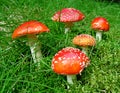 Five fly agaric mushrooms Royalty Free Stock Photo