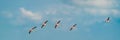 Five flying Flamingos in Ebro Delta nature park, background blue sky