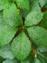 Five-fold leaf of Virginia creeper (Parthenocissus quinquefolia) sprinkled with rain. Close up.Detail