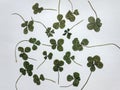 Five and four-leaf clovers Royalty Free Stock Photo