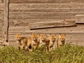 Five fox kits Royalty Free Stock Photo