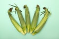 Five fresh corn cobs on a turquoise background