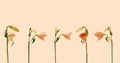 Five fresh natural magnificent blooming pink lily flowers in different directions. Beige background