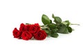 Five fresh red roses on white