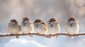 Five funny little birds sparrows sitting on a branch in winter