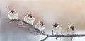 Five funny little birds sparrows sitting on a branch in winter g