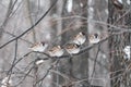 Five funny little birds sitting in a garden in winter garden, hunched