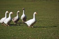 Five geese in a field