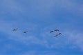 Five geese in flight with spread wings on a blue sky - Branta canadensis