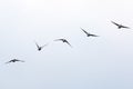 Five Geese Flying