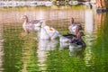 Five geese - four gray and one white - swim in the lake with green water. A flock of geese swims in the pond