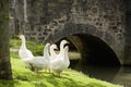 Five geese on grass