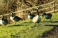 Five geese on a grass riverbank