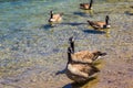 Five Geese On Mountain Lake