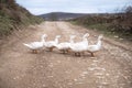 Five geese on the road in the village