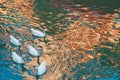 Five geese swim beteen colorful reflections on a lake.