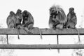 Five Gelada monkeys familiy sit on a wood branch. black white portait Royalty Free Stock Photo