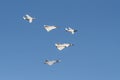 Five generations of SAAB military aircrafts in formation Royalty Free Stock Photo