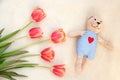 Five gentle tulips and a soft toy bear lying on a fluffy blanket Royalty Free Stock Photo