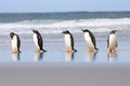 Five Gentoo Penguins in a row at shores edge.