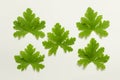 Five geranium plant leaf collection on white backgound