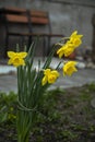 Five giant accent yellow flowers tighted with strip, huge trumplet daffodil closeup (garden decorative plant, side view)