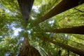 Five giant redwood trees converging against a blue summer sky