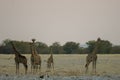 Five giraffes on their way to the waterhole at Ethosa National Park, Namibia Royalty Free Stock Photo