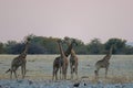 Five giraffes on their way to the waterhole at Ethosa National Park, Namibia. Three of the giraffes necks are entangled