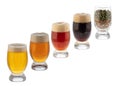 Glasses With Beer, Malt And Hop