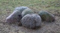 Five gray boulders on the withered grass