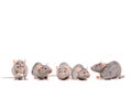 Five gray rats Royalty Free Stock Photo