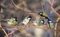 five great tits on bush twing Royalty Free Stock Photo