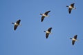 Five Greater White-Fronted Geese Flying in a Blue Sky Royalty Free Stock Photo