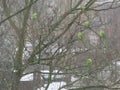 Five green ring-necked parakeets sleeping in a winter tree Royalty Free Stock Photo