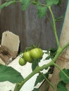 Five green tomato growth up Royalty Free Stock Photo