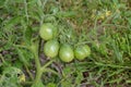 Five green tomatoes growing on the vine Royalty Free Stock Photo