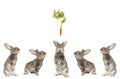 Five grey rabbit Royalty Free Stock Photo