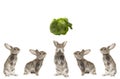 Five grey rabbit Royalty Free Stock Photo