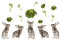 Five grey rabbit Royalty Free Stock Photo