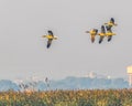 Five Greylag goose in flight
